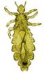 Photo of an adult louse.